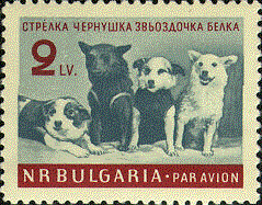 Bulgarian dogs - excellent!