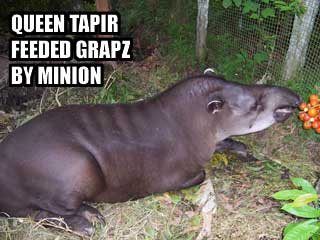 Queen Tapir