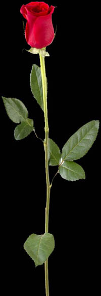 a long-stemmed rose