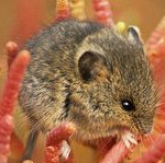 SaltMouse by B. Moose Peterson ardea.com