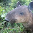 Baird's tapir